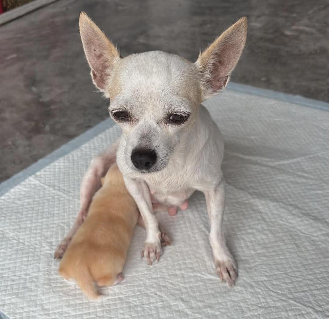Enlarge Blanca, a Adoptable Chihuahua in Austin, TX image 5/5