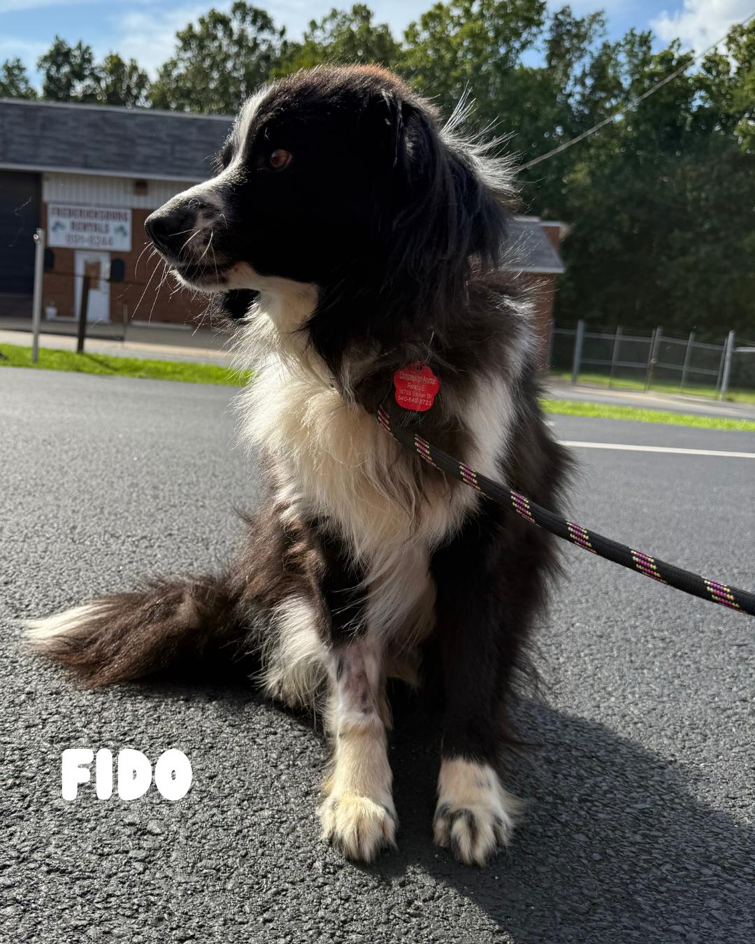 Fido