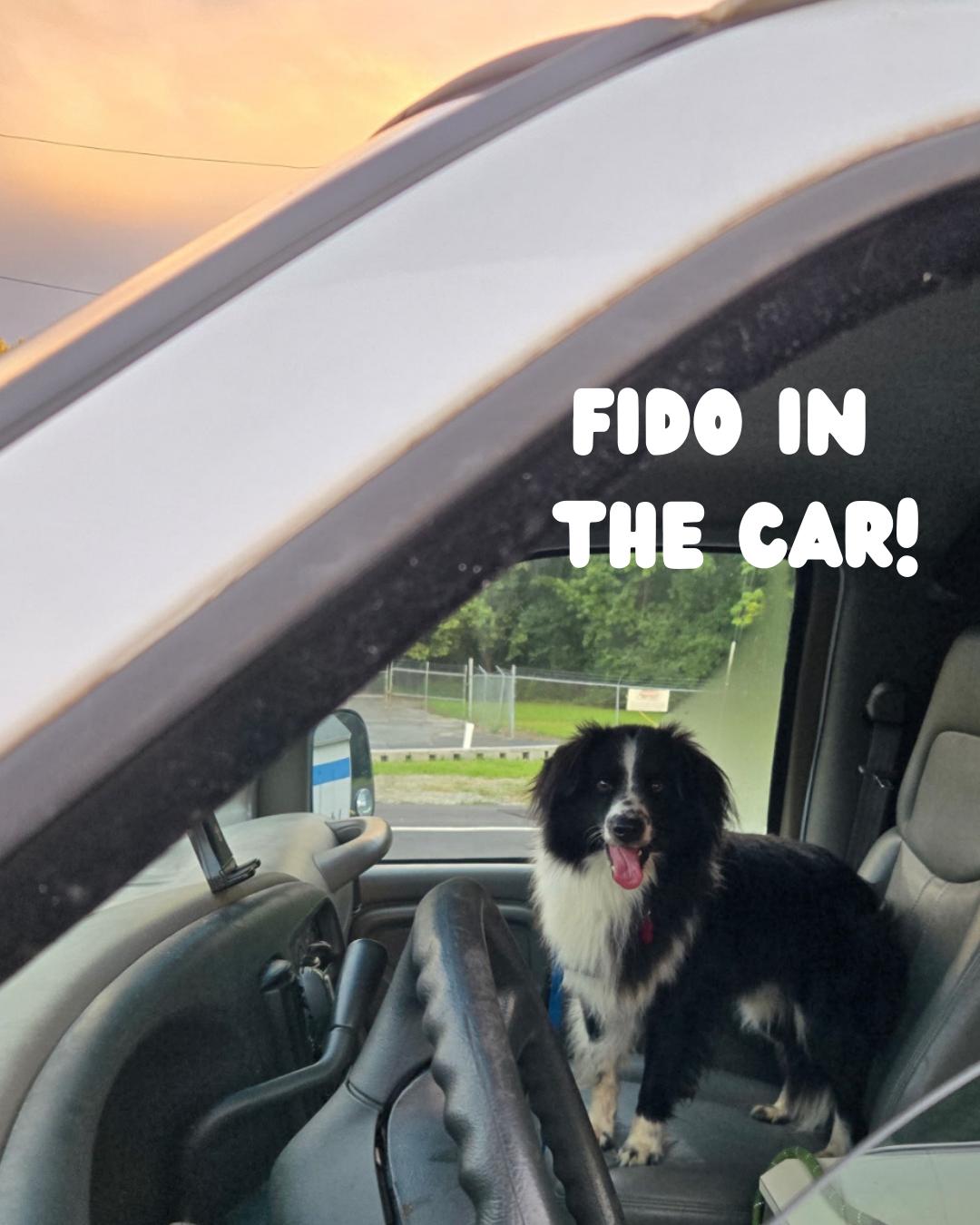 Fido
