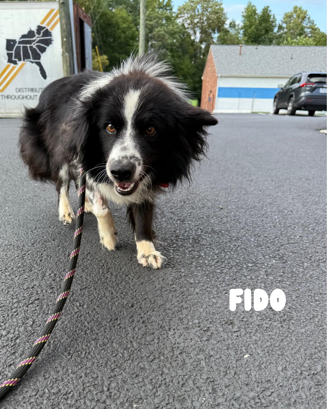 Fido