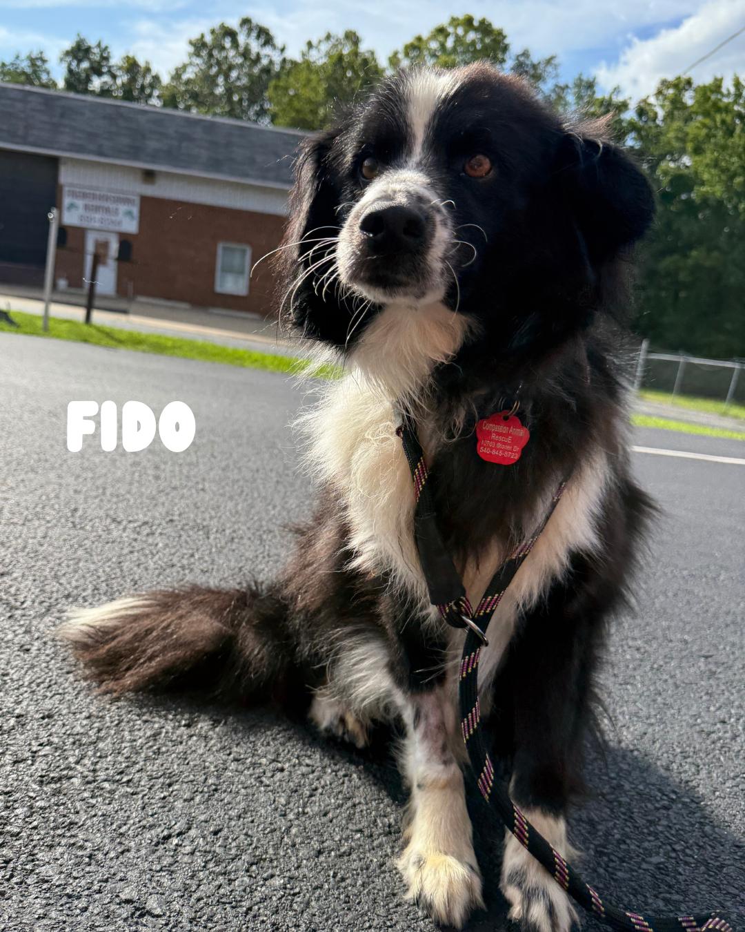 Fido