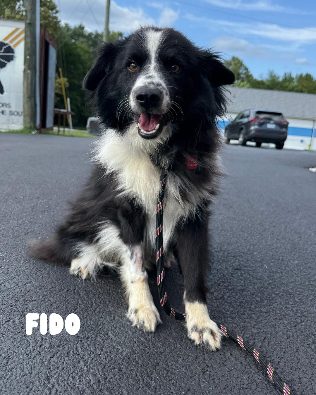 Fido