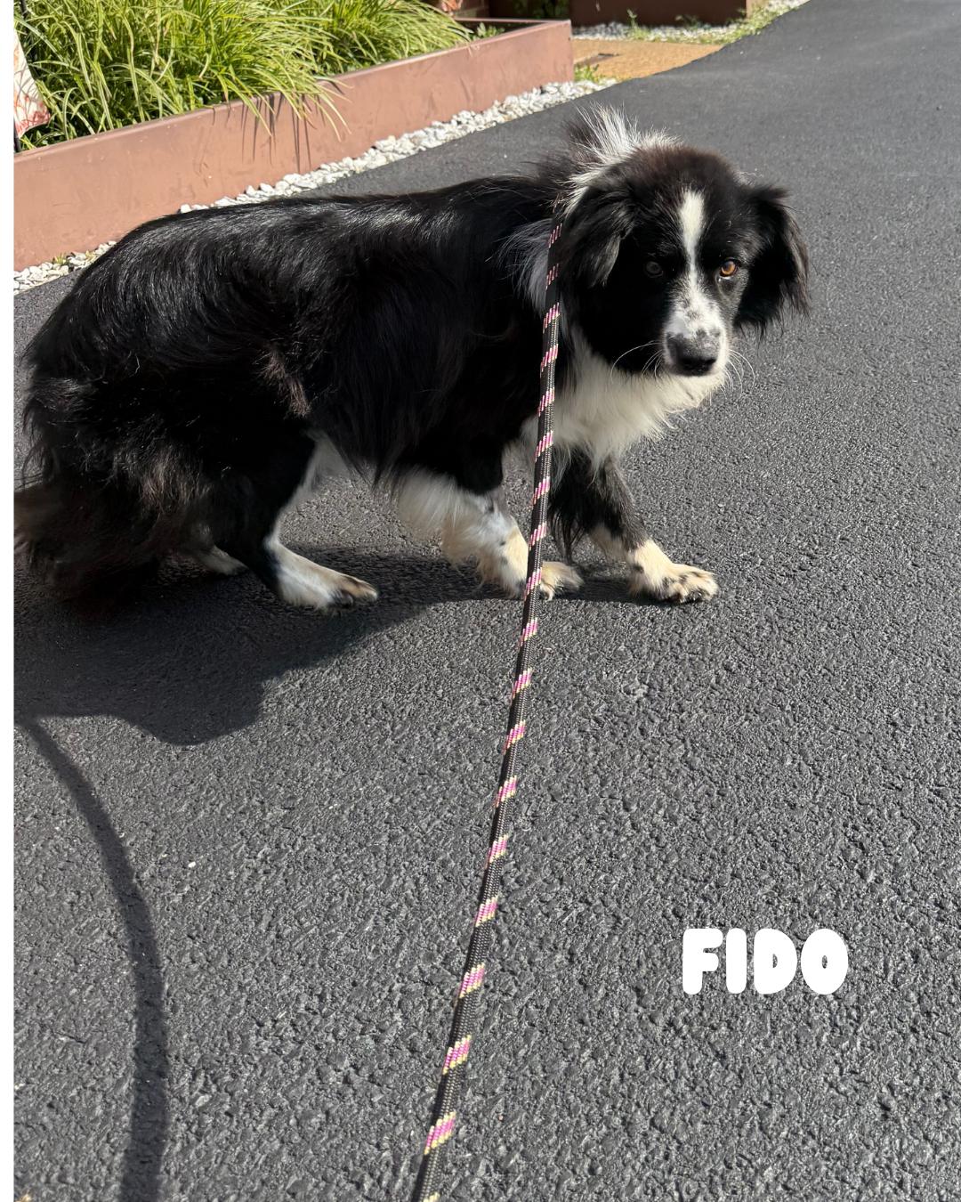 Fido