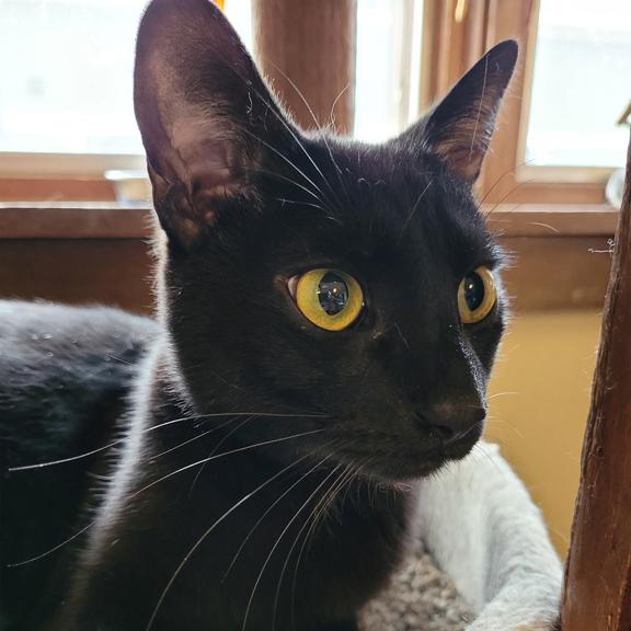 Enlarge Licorice, a ADOPTABLE Domestic Short Hair in Schaumburg, IL image 2/5