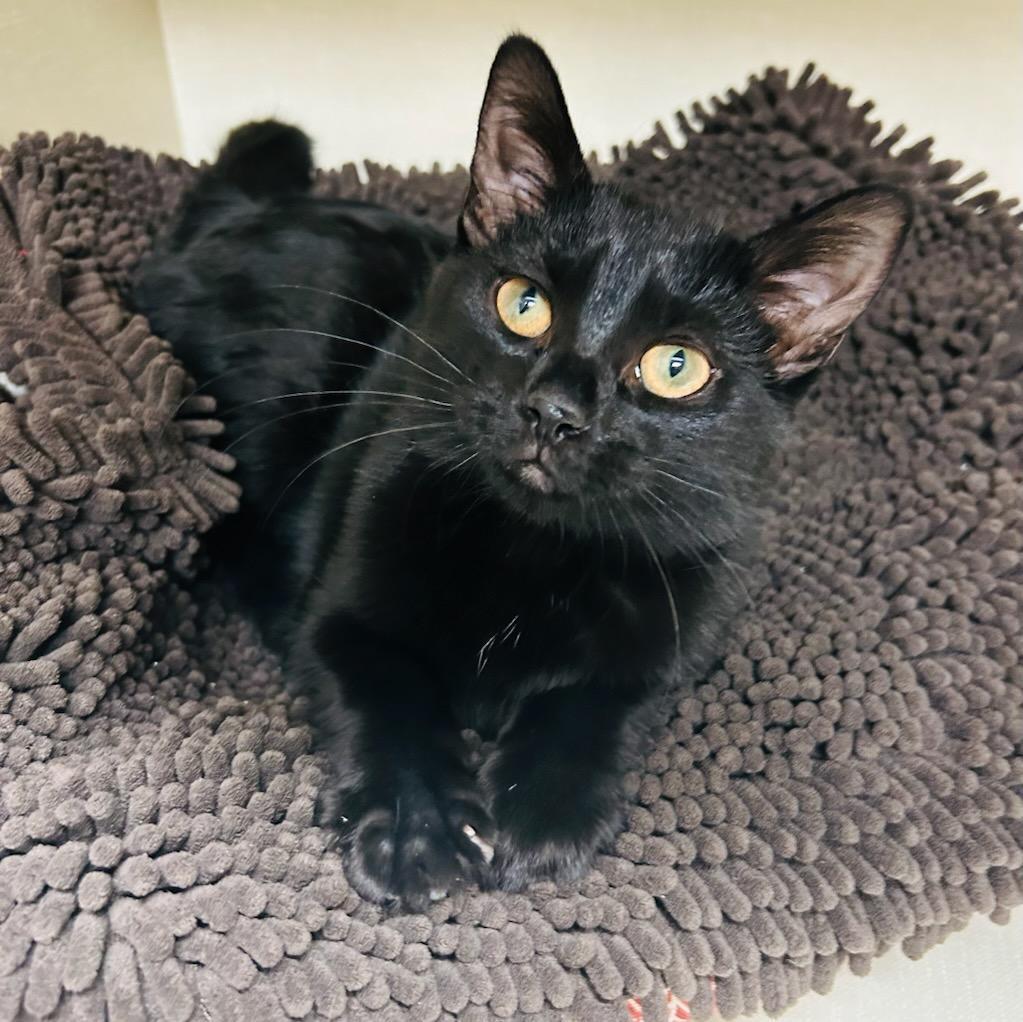 Enlarge Licorice, a ADOPTABLE Domestic Short Hair in Schaumburg, IL image 1/5