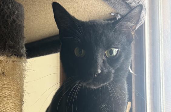 Enlarge Licorice, a ADOPTABLE Domestic Short Hair in Schaumburg, IL image 3/5