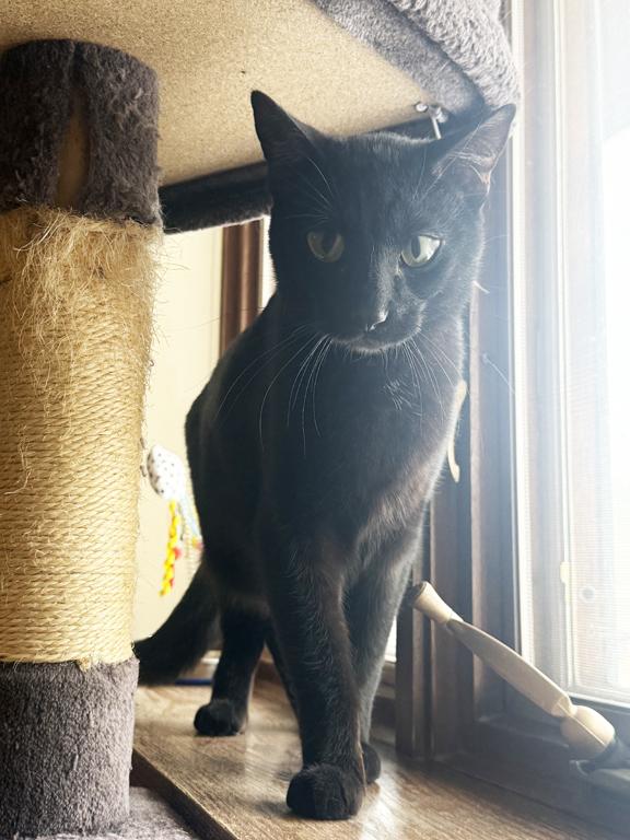 Enlarge Licorice, a ADOPTABLE Domestic Short Hair in Schaumburg, IL image 4/5