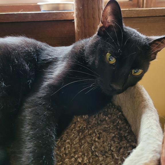 Enlarge Licorice, a ADOPTABLE Domestic Short Hair in Schaumburg, IL image 5/5