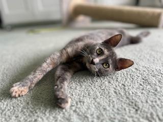 Galila, Adoptable, Adult Female Dilute Tortoiseshell.