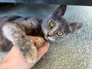 Enlarge Galila, a Adoptable Dilute Tortoiseshell in Parlier, CA image 2/6