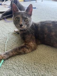 Enlarge Galila, a Adoptable Dilute Tortoiseshell in Parlier, CA image 3/6