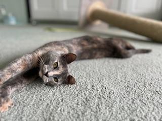 Enlarge Galila, a Adoptable Dilute Tortoiseshell in Parlier, CA image 4/6