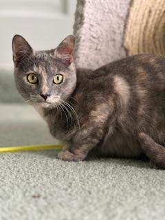 Enlarge Galila, a Adoptable Dilute Tortoiseshell in Parlier, CA image 5/6