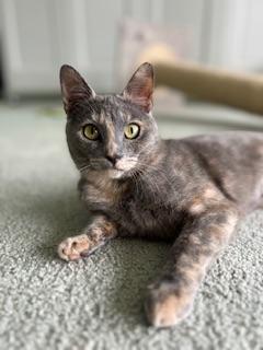 Enlarge Galila, a Adoptable Dilute Tortoiseshell in Parlier, CA image 6/6