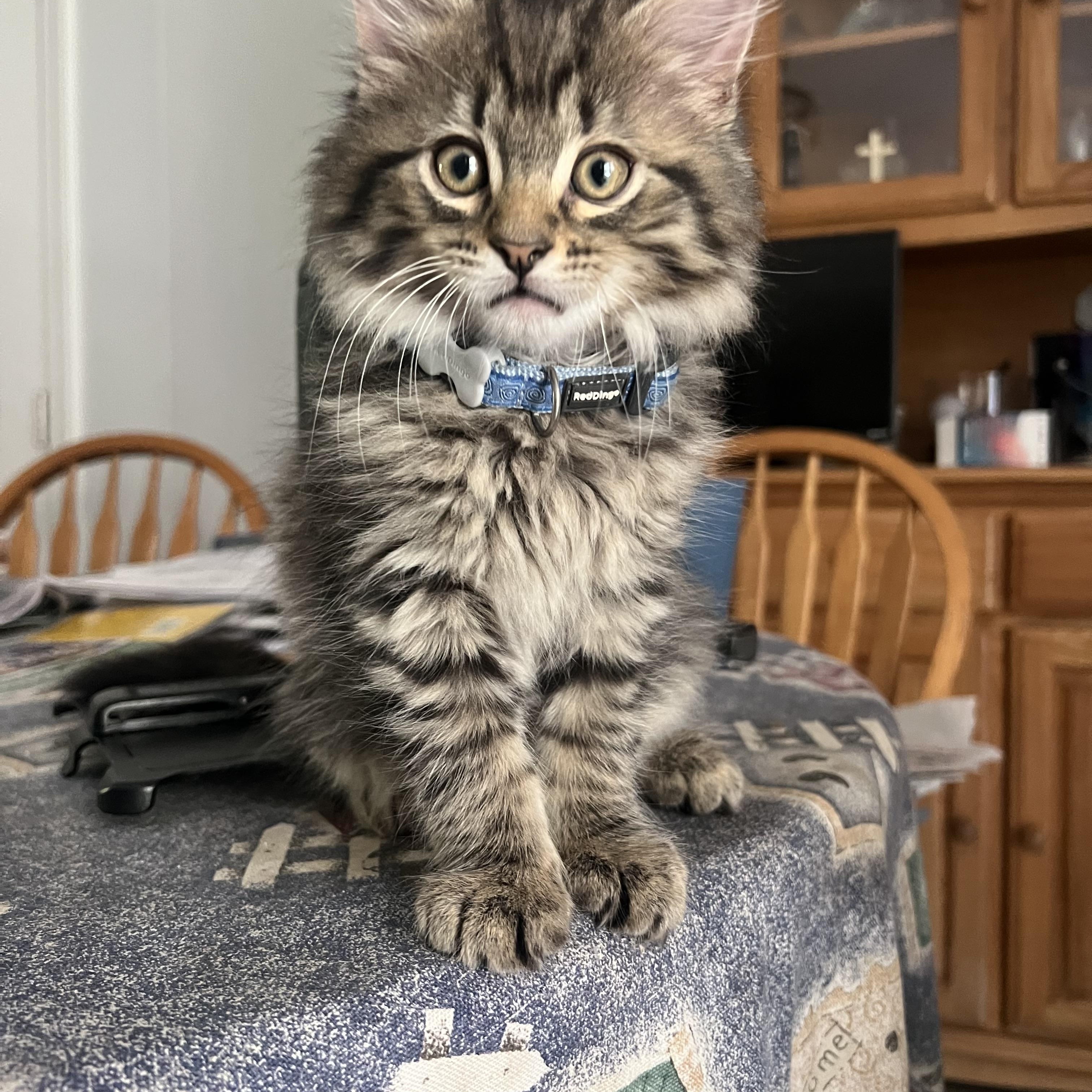 Boomer, Buster, Binx, Blackie, Beau, adopted, Young Male Domestic Medium Hair.