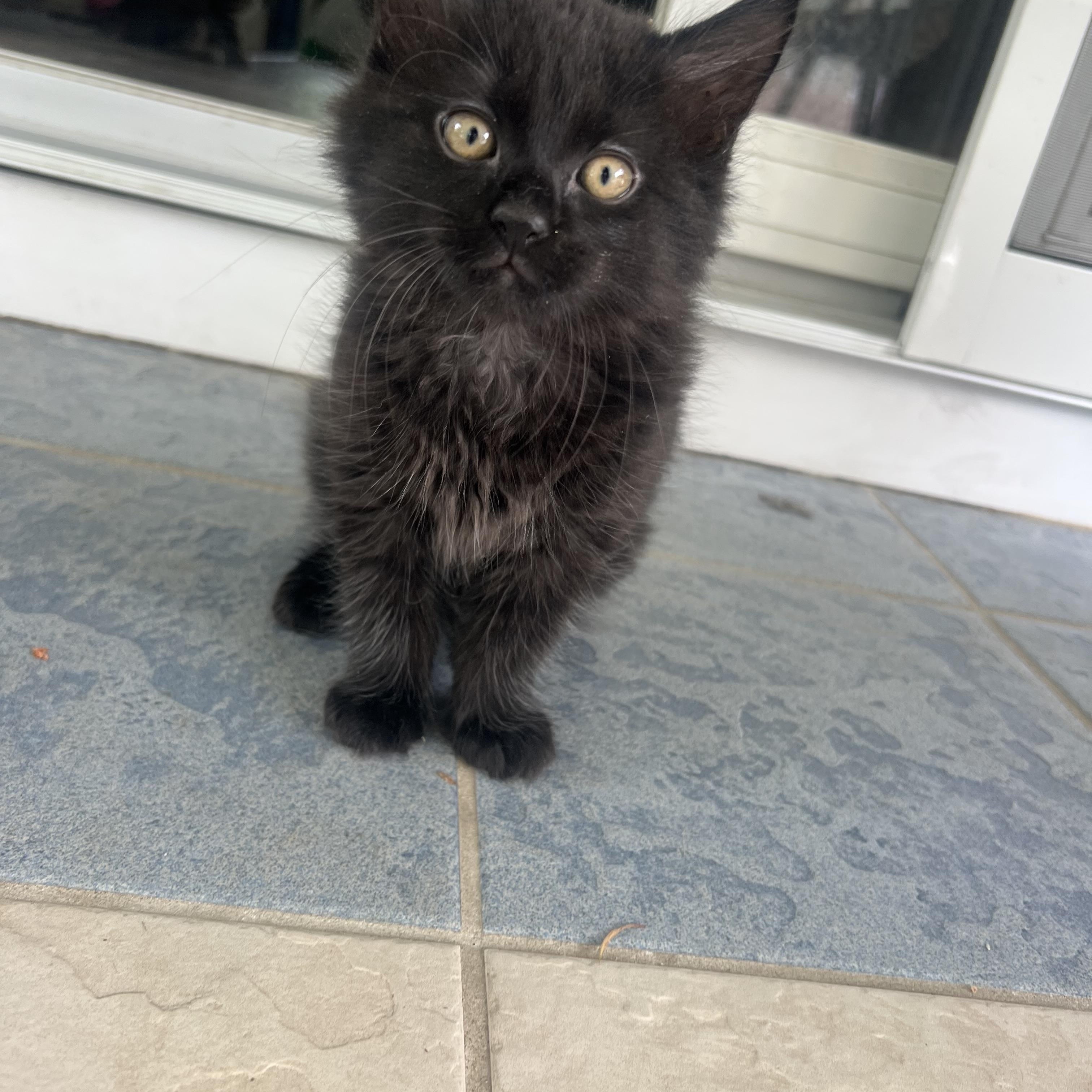 Enlarge Boomer, Buster, Binx, Blackie, Beau, an adopted Domestic Medium Hair in East Falmouth, MA image 2/5