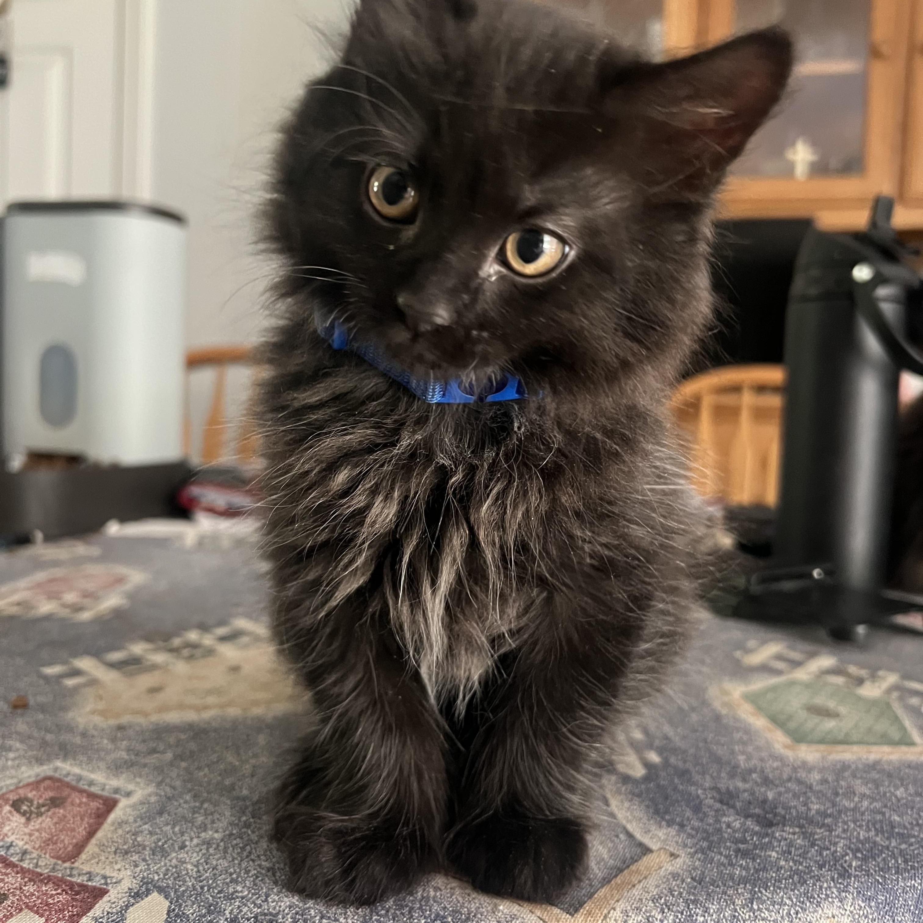 Enlarge Boomer, Buster, Binx, Blackie, Beau, an adopted Domestic Medium Hair in East Falmouth, MA image 5/5