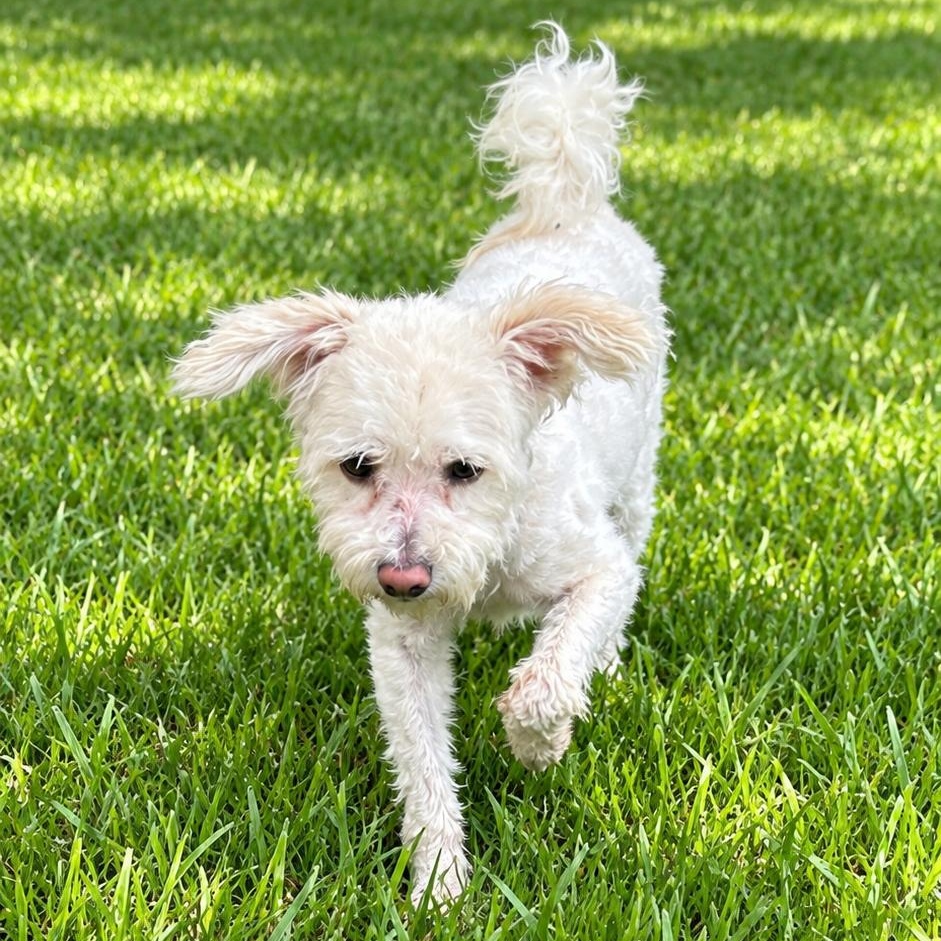 Enlarge Darcy, a Adopted mixed breed in Baytown, TX image 4/6
