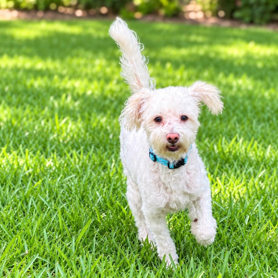 Enlarge Darcy, a Adopted mixed breed in Baytown, TX image 6/6
