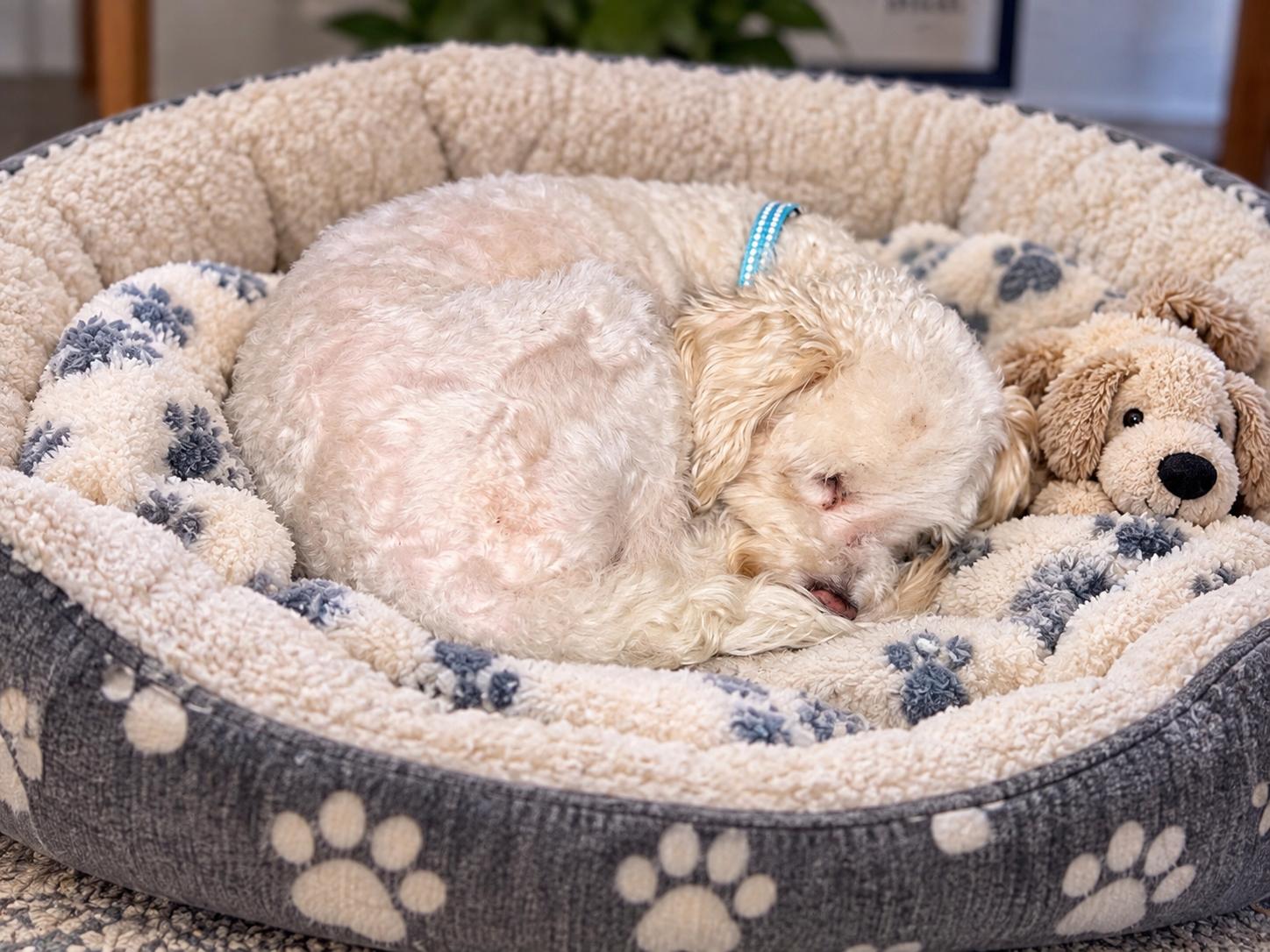 Enlarge Darcy, a Adopted mixed breed in Baytown, TX image 3/6