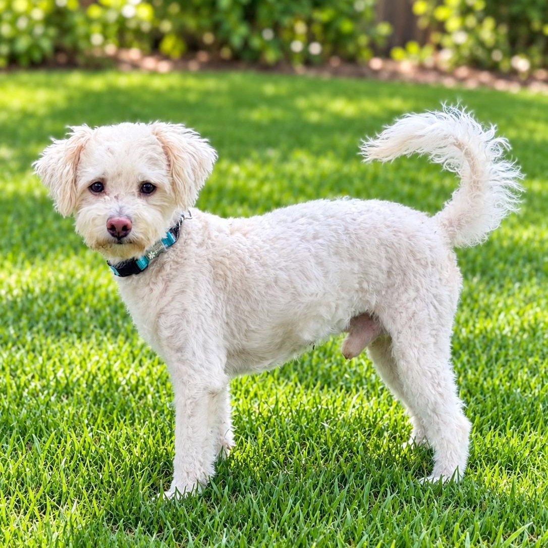Enlarge Darcy, a Adopted mixed breed in Baytown, TX image 2/6