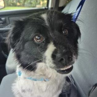 Enlarge Skippy, a Adoptable Mixed Breed in Perth, ON image 3/3