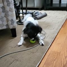 Enlarge Skippy, a Adoptable Mixed Breed in Perth, ON image 2/3