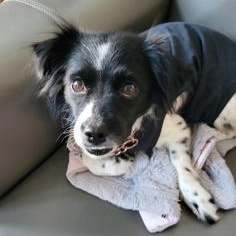 Skippy, Adoptable, Young Female Mixed Breed.