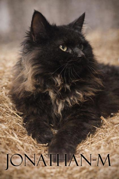 jonathan, Adoptable, Adult Male Domestic Long Hair & Domestic Short Hair.