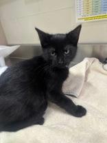 Enlarge Barney Rubble, an adopted Domestic Short Hair in Manitowoc, WI image 1/1