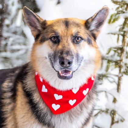 Enlarge Luigi, a Adoptable mixed breed in Camano Island, WA image 1/2