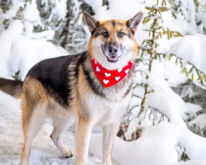 Enlarge Luigi, a Adoptable mixed breed in Camano Island, WA image 2/2