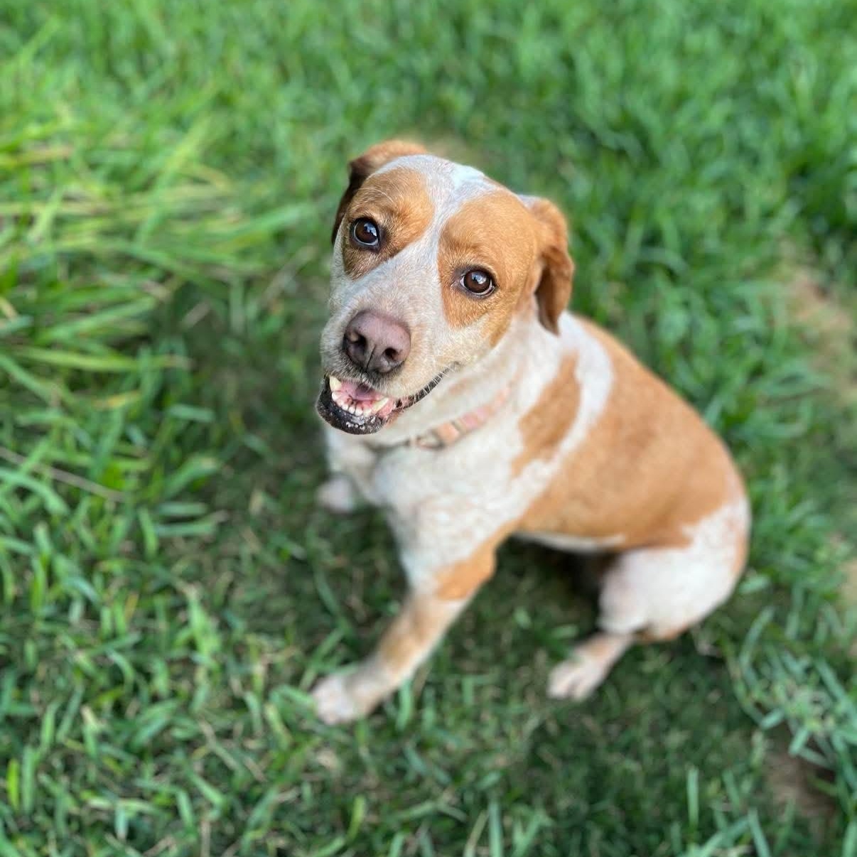 Enlarge Nipsey, a Adoptable mixed breed in Humble, TX image 4/6