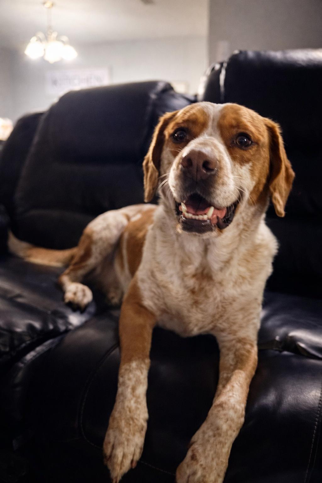 Enlarge Nipsey, a Adoptable mixed breed in Humble, TX image 1/6