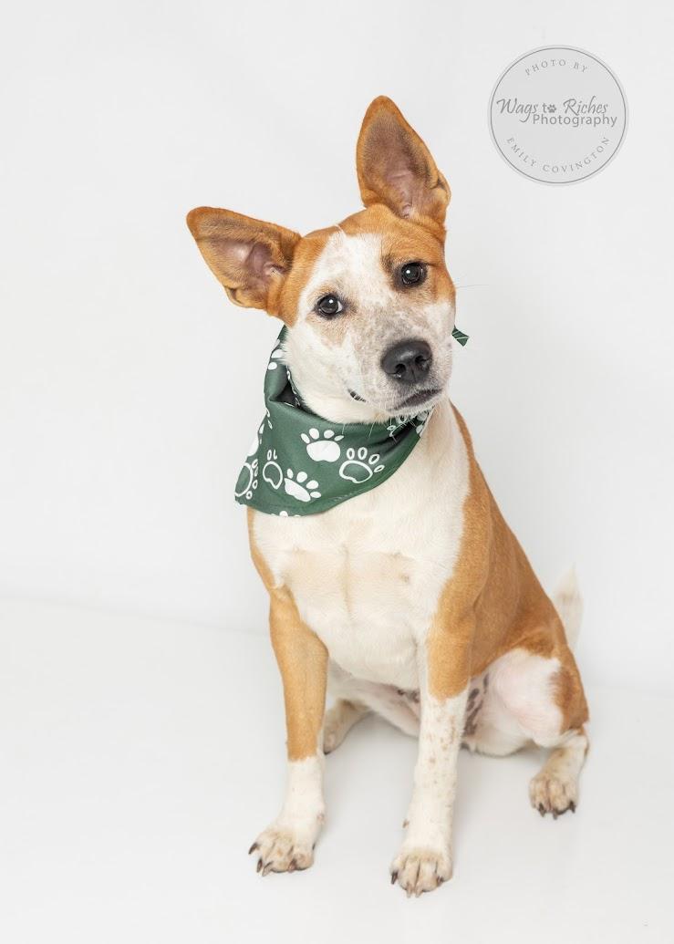 Enlarge Amy, a Adoptable mixed breed in East Providence, RI image 1/6