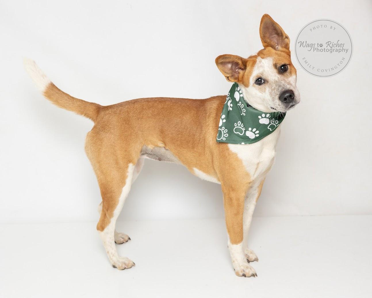 Enlarge Amy, a Adoptable mixed breed in East Providence, RI image 3/6