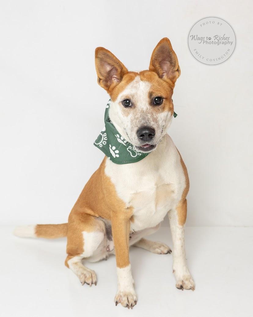 Enlarge Amy, a Adoptable mixed breed in East Providence, RI image 6/6