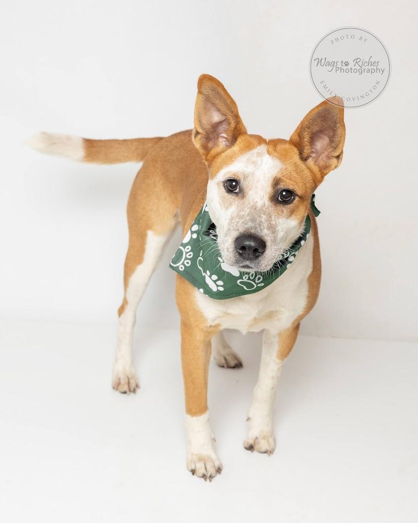 Enlarge Amy, a Adoptable mixed breed in East Providence, RI image 2/6
