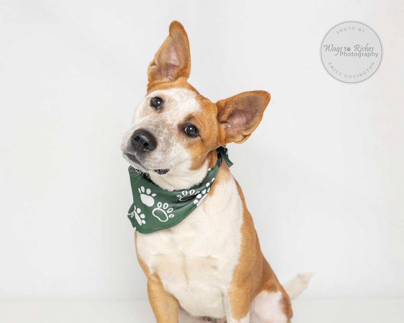 Enlarge Amy, a Adoptable mixed breed in East Providence, RI image 4/6