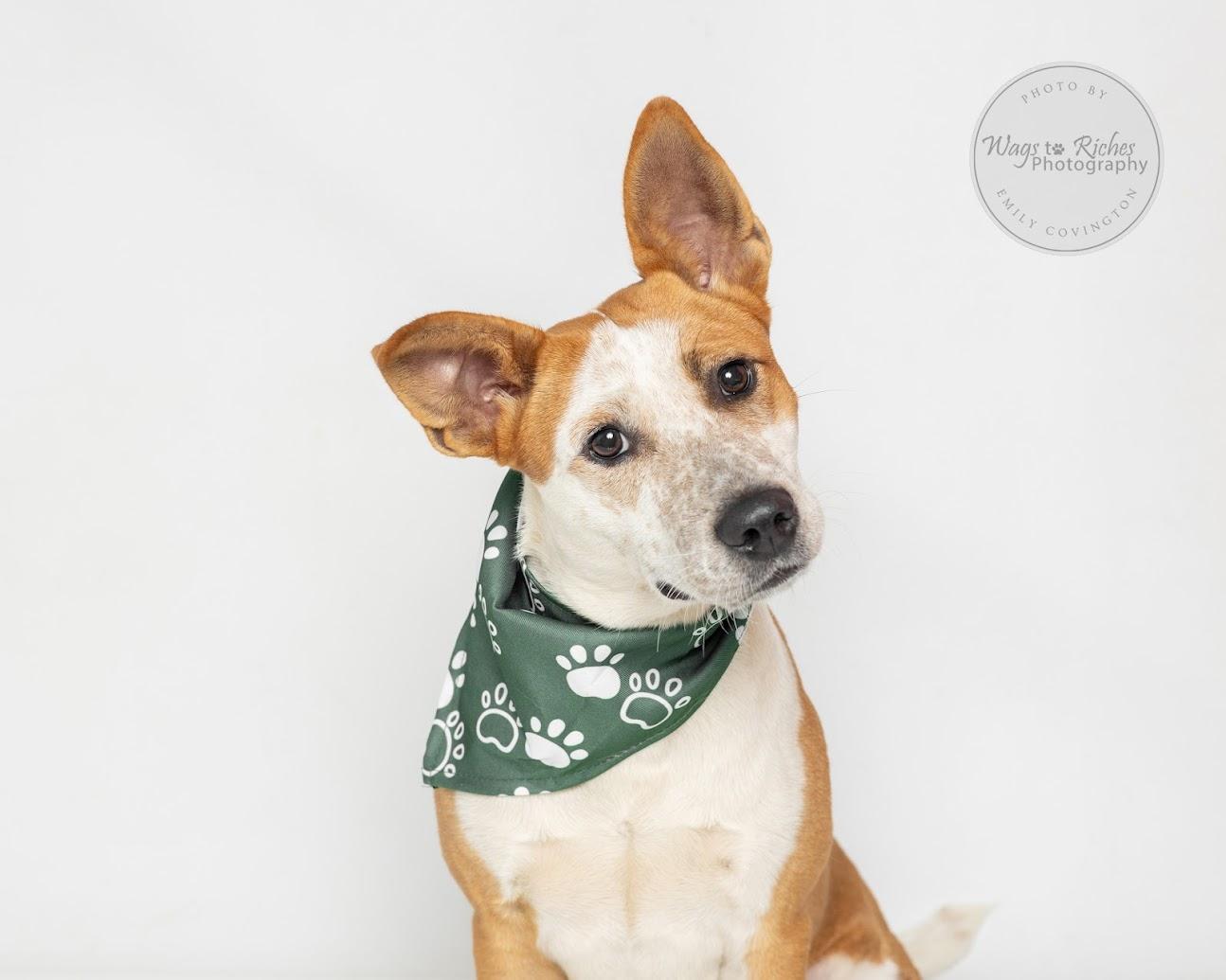 Enlarge Amy, a Adoptable mixed breed in East Providence, RI image 5/6