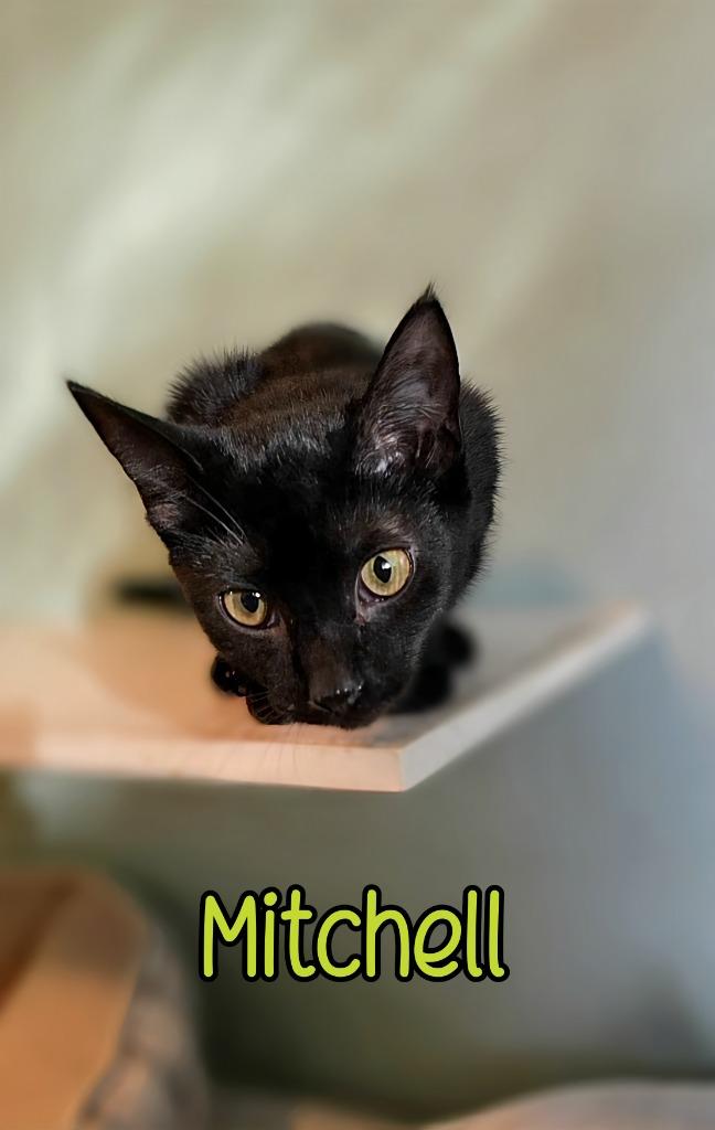 Mitchell, a Adoptable mixed breed in Port Clinton, OH image 1/3