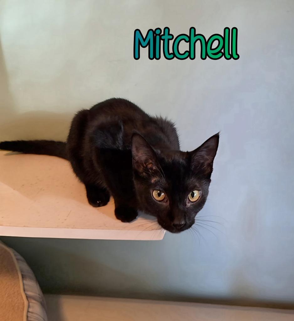 Mitchell, a Adoptable mixed breed in Port Clinton, OH image 2/3
