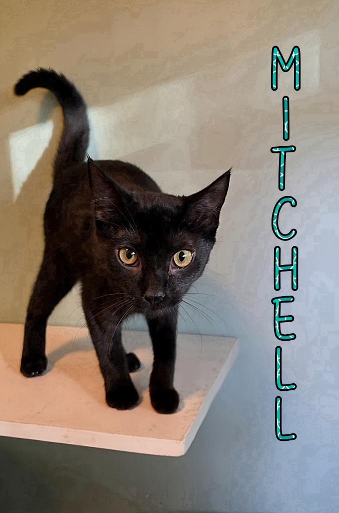 Mitchell, a Adoptable mixed breed in Port Clinton, OH image 3/3