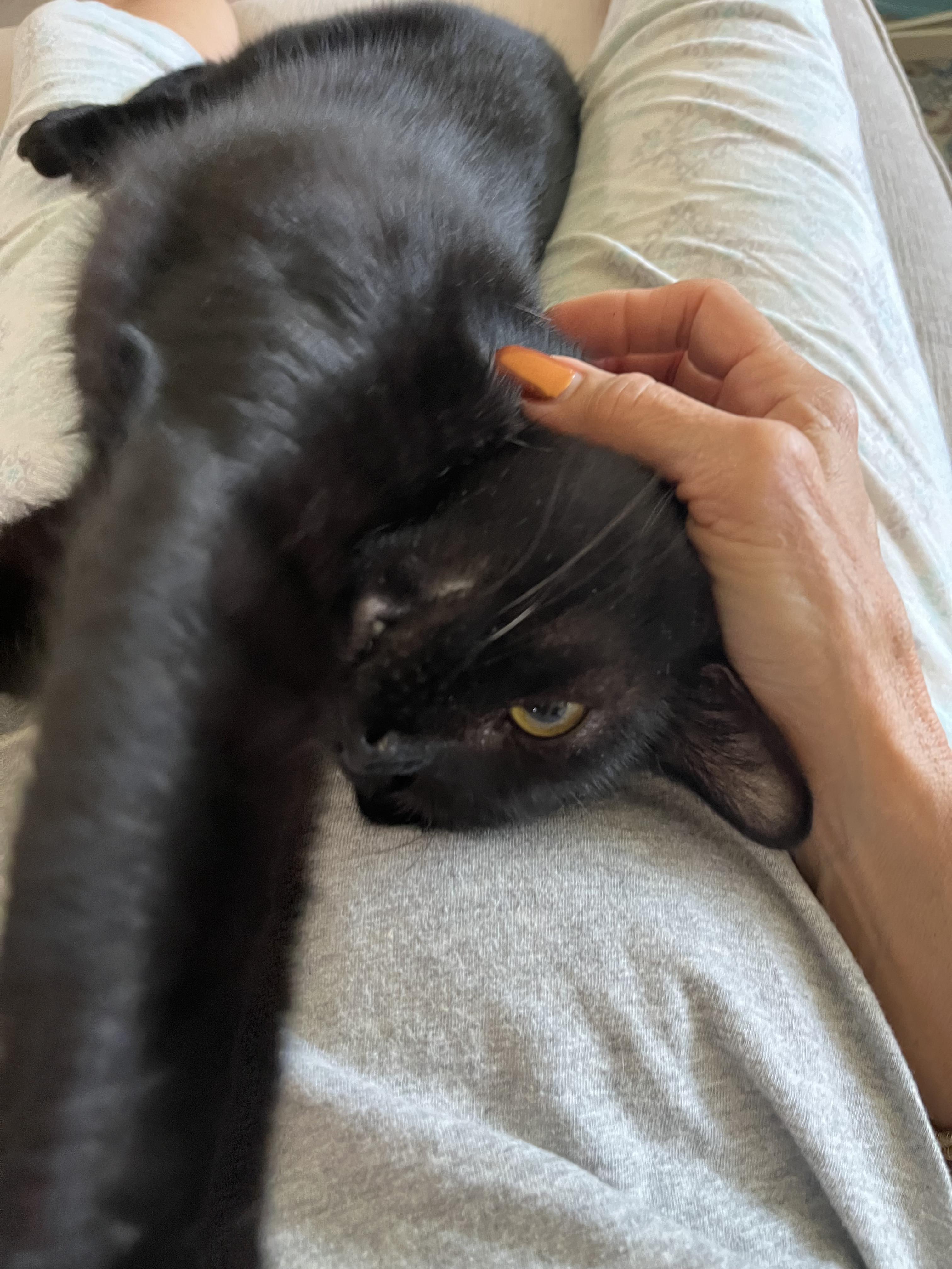 Adopt Jayden: This Handsome American Shorthair is Your New Best Friend!