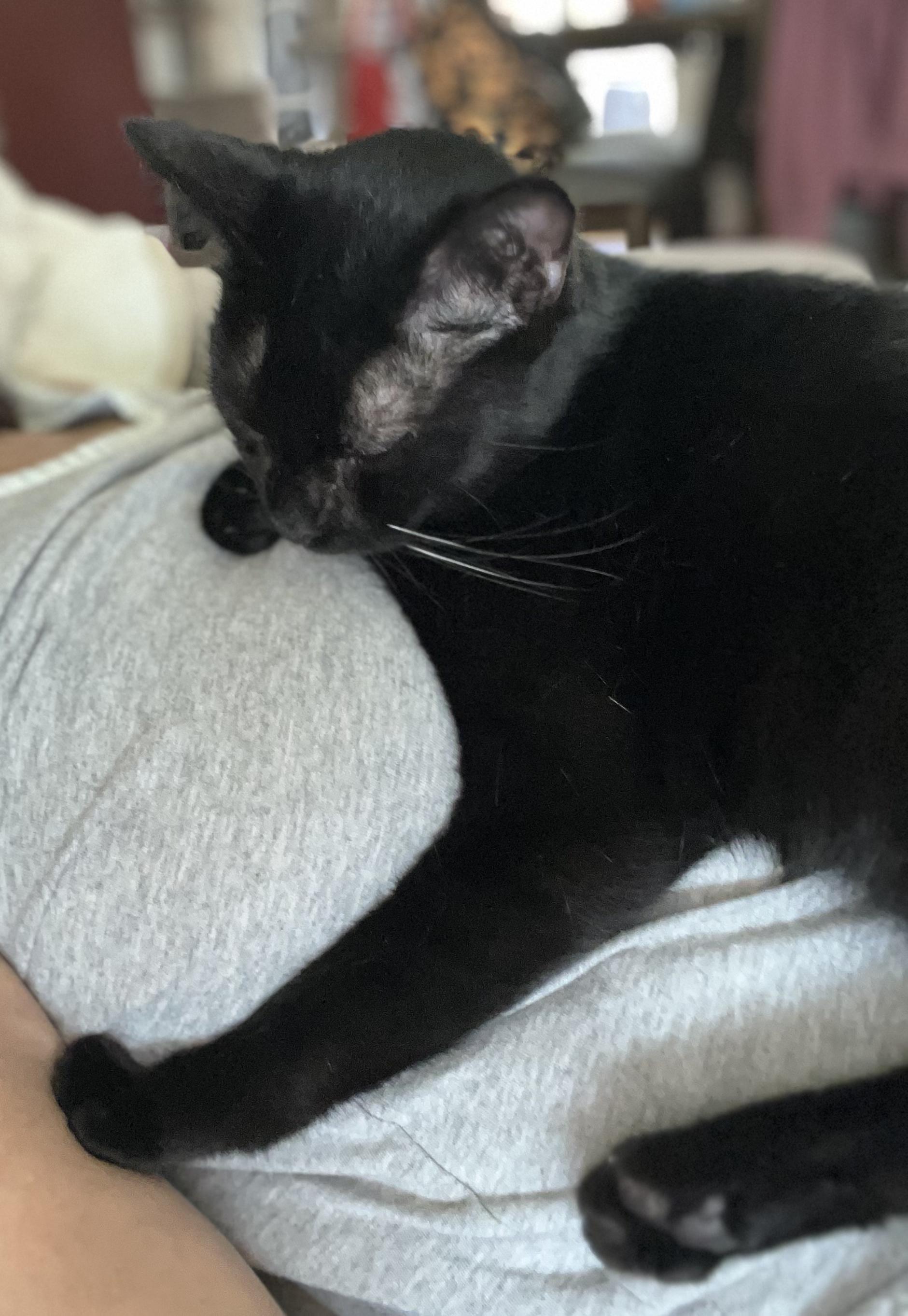 Adopt Jayden: This Handsome American Shorthair is Your New Best Friend!