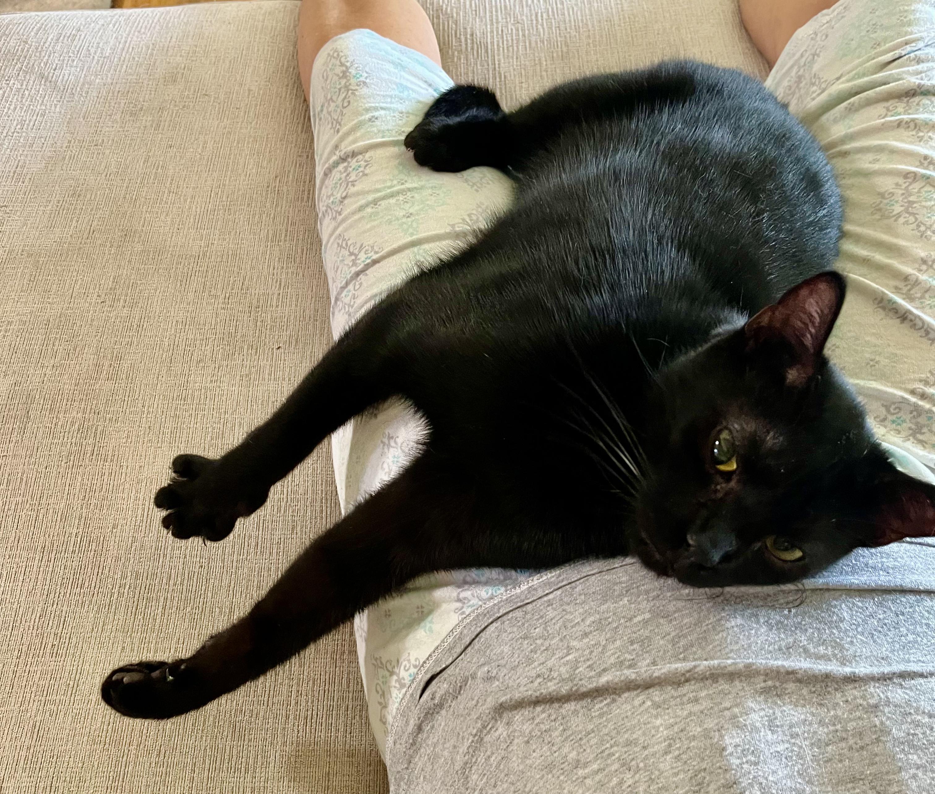 Adopt Jayden: This Handsome American Shorthair is Your New Best Friend!