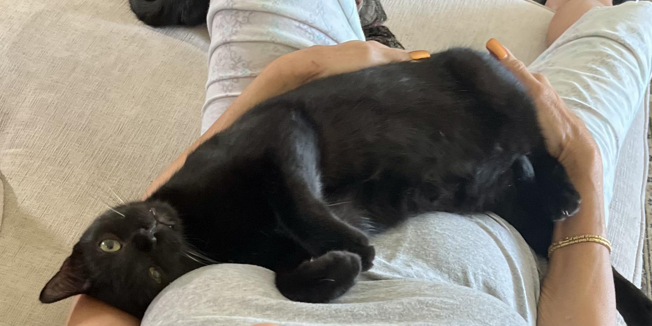 Adopt Jayden: This Handsome American Shorthair is Your New Best Friend!