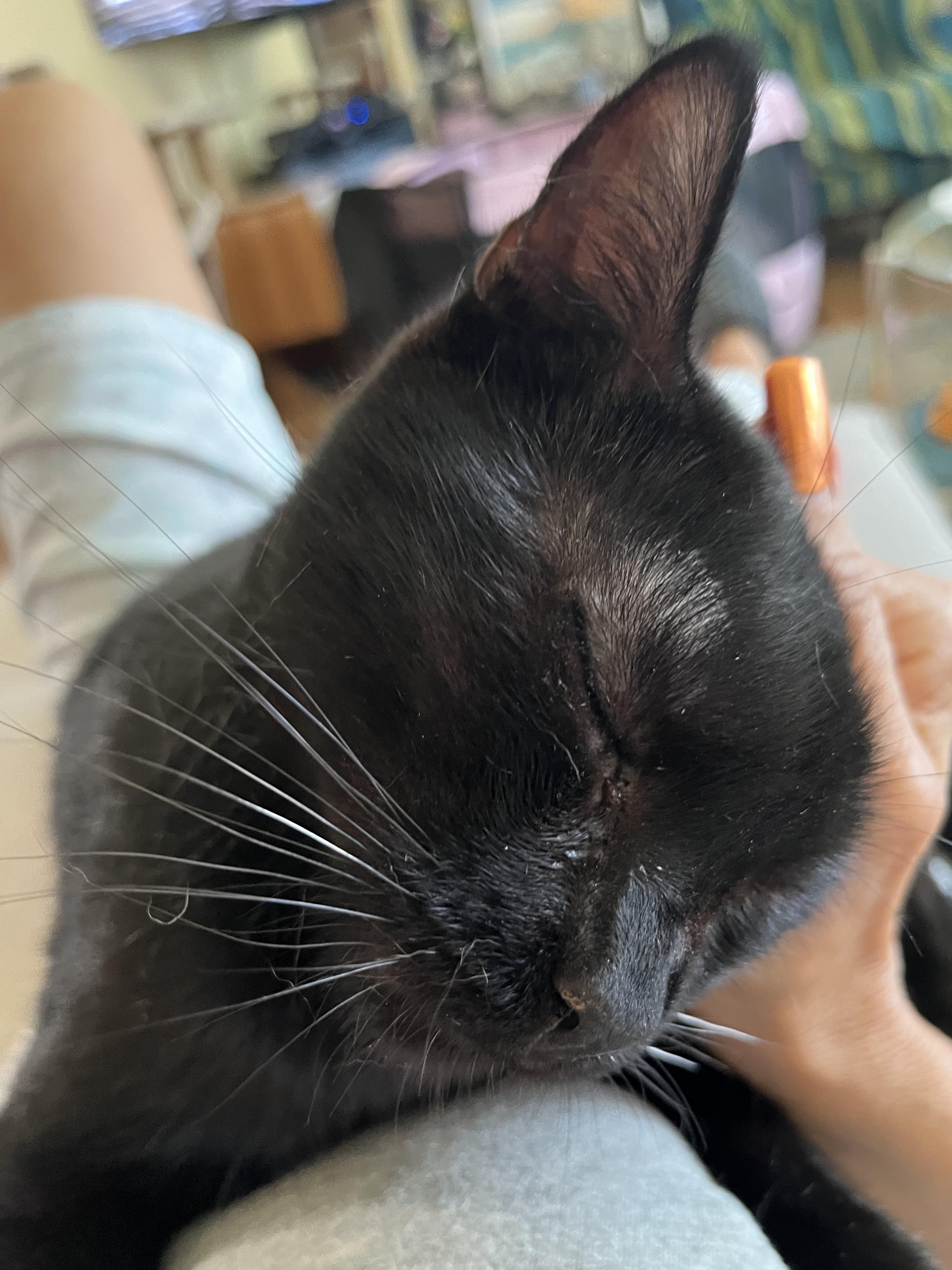 Adopt Jayden: This Handsome American Shorthair is Your New Best Friend!, a Adoptable American Shorthair in Tustin, CA image 1/6