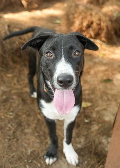 Enlarge Mojito 64759, a Adoptable mixed breed in Aiken, SC image 1/1