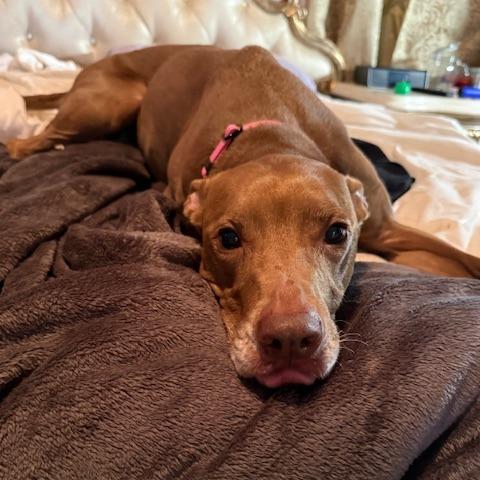 Canela, a Adoptable mixed breed in Sarasota, FL image 1/4